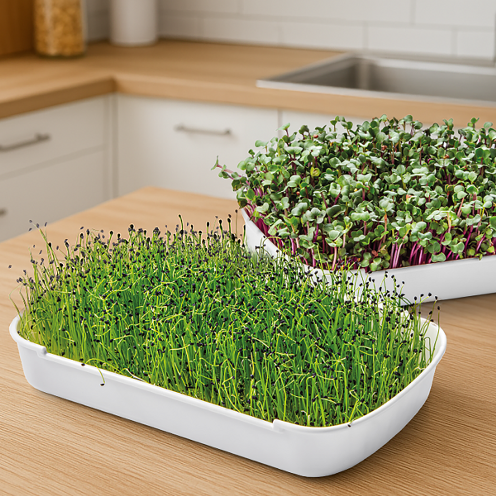 Świeże domowe kiełki i microgreens