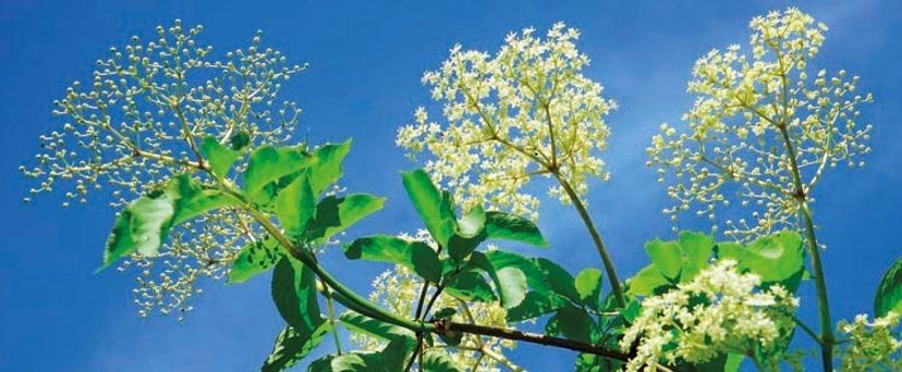 Czerwcowe porady: wypróbuj 5 przepisów na wykorzystanie kwiatów czarnego bzu