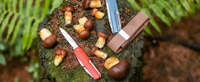 Sammeln Sie Pilze und trocknen Sie sie für Ihren Vorrat