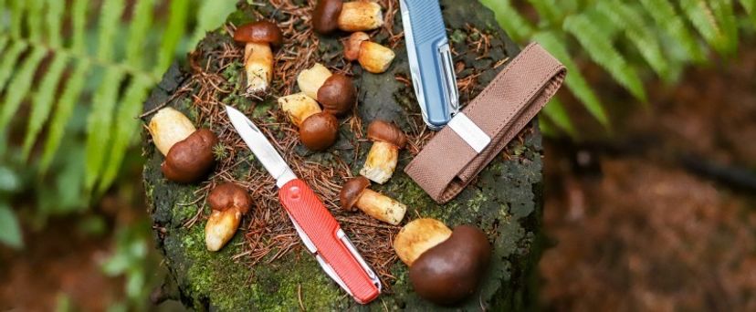 Sammeln Sie Pilze und trocknen Sie sie für Ihren Vorrat