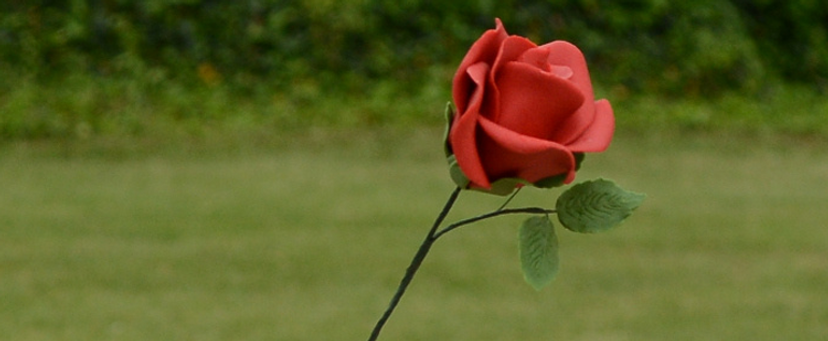 s05 - 5. kolo - technická výzva - Ruža so sušienkou