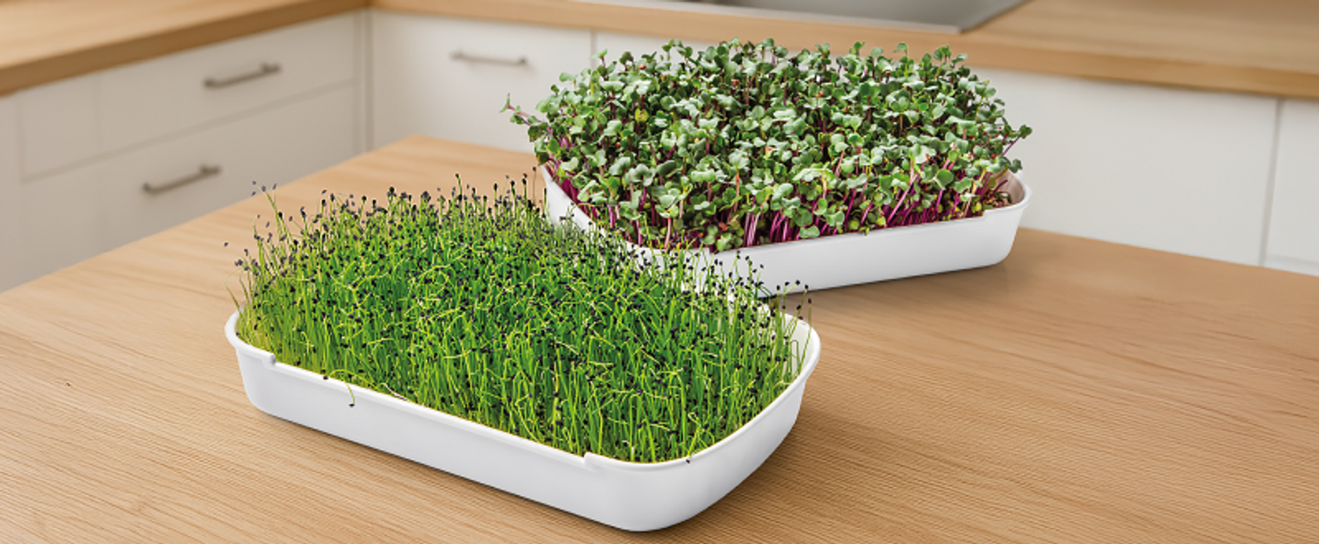Wie man Sprossen und Microgreens zu Hause anbaut