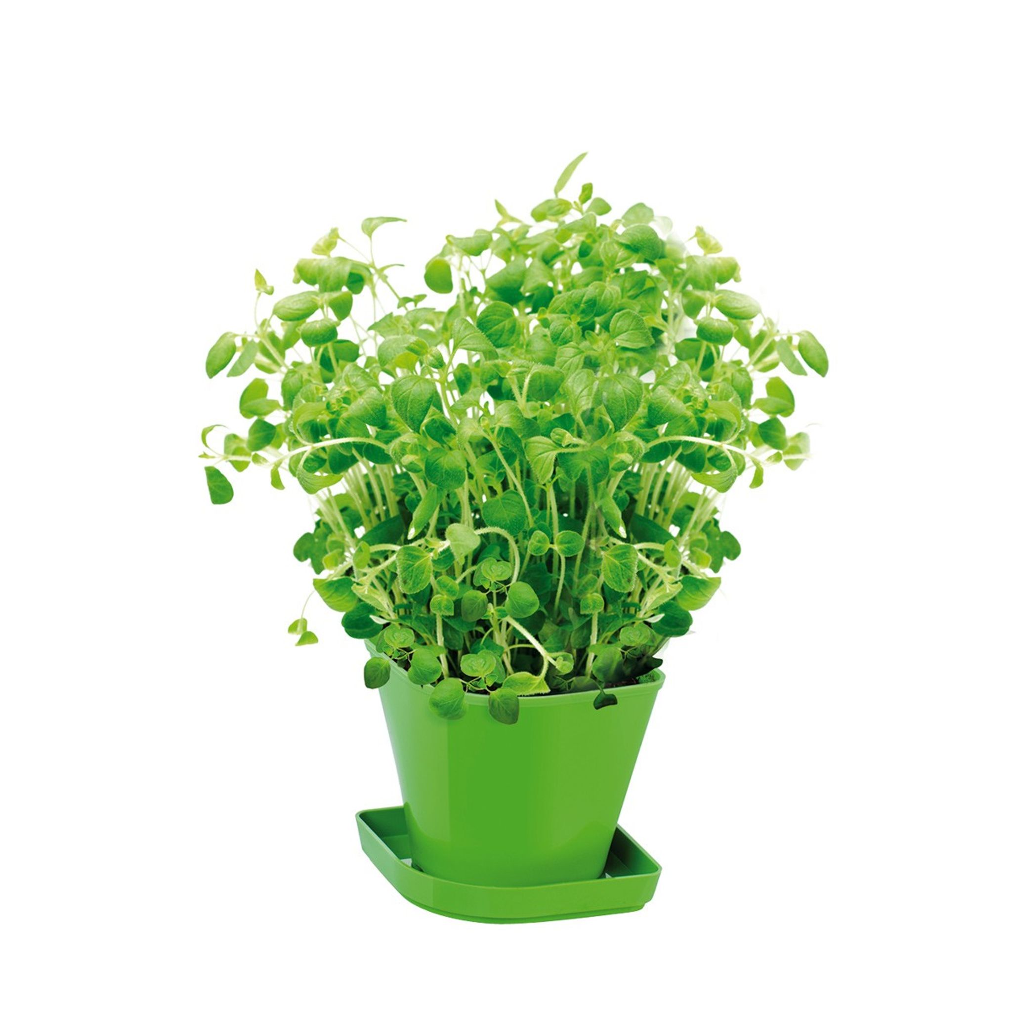 Herb growing set SENSE, oregano