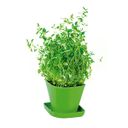 Herb growing set SENSE, thyme