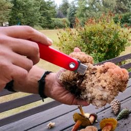 Pocket mushroom knife MOVE