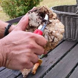 Image of Pocket mushroom knife MOVE