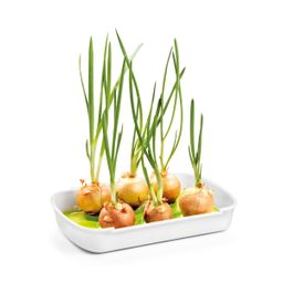 Souprava pro pěstování microgreens SENSE