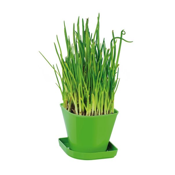 E-shop Súprava na pestovanie byliniek SENSE, pažítka