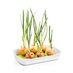 Obraz Zestaw do uprawy microgreens SENSE
