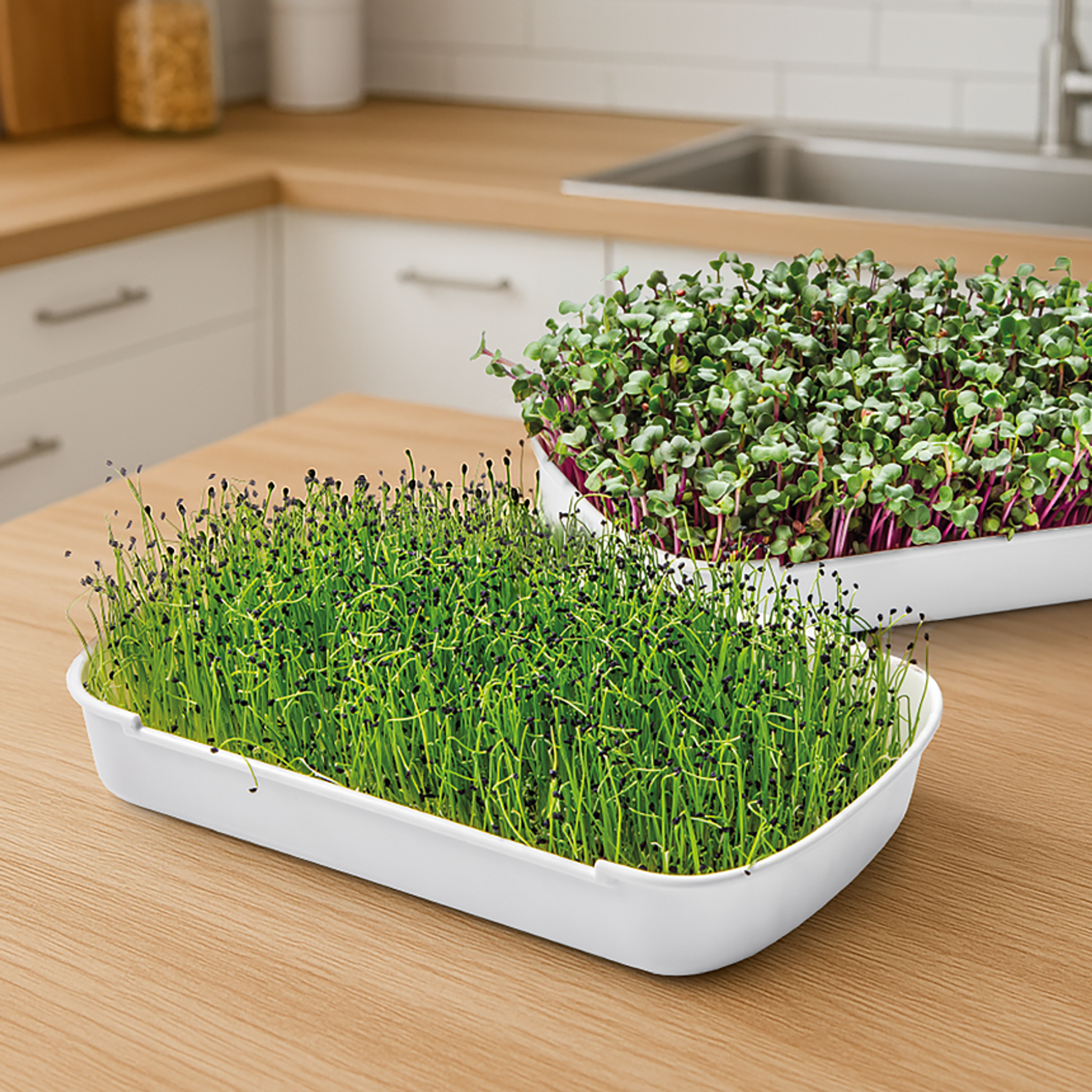 Grünes Licht für Microgreens in Ihrer Küche