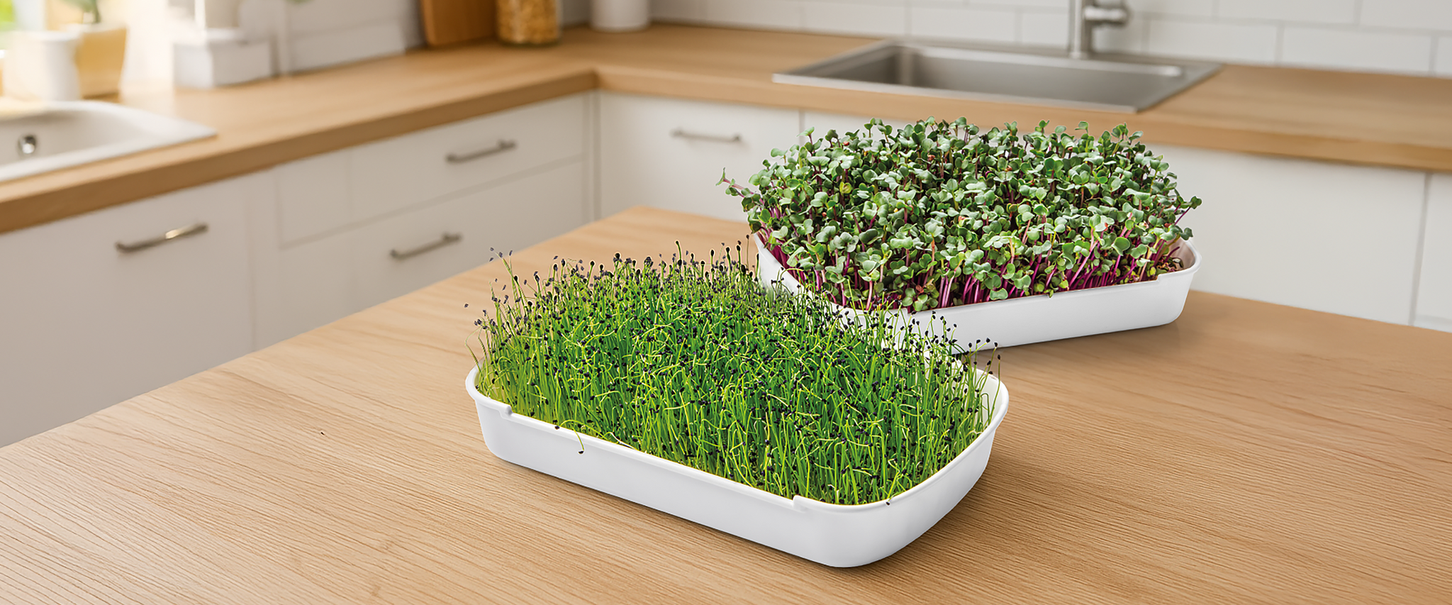 Grünes Licht für Microgreens in Ihrer Küche