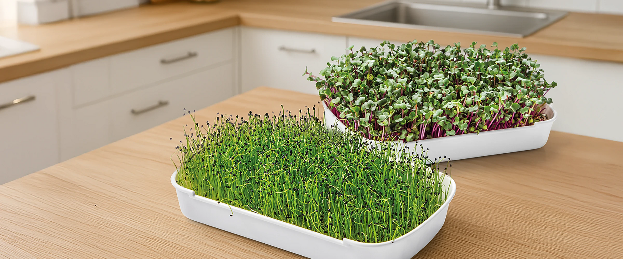 Zelená pre microgreens vo vašej kuchyni