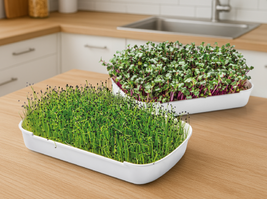 Zestaw do uprawy microgreens składający się z dwóch prostokątnych, białych naczyń. Z obu wyrastają kiełki.